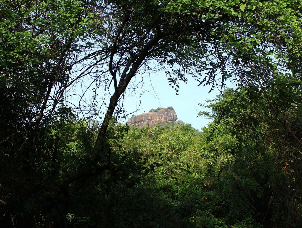 סיגירייה The Thick Forest חדר תמונה